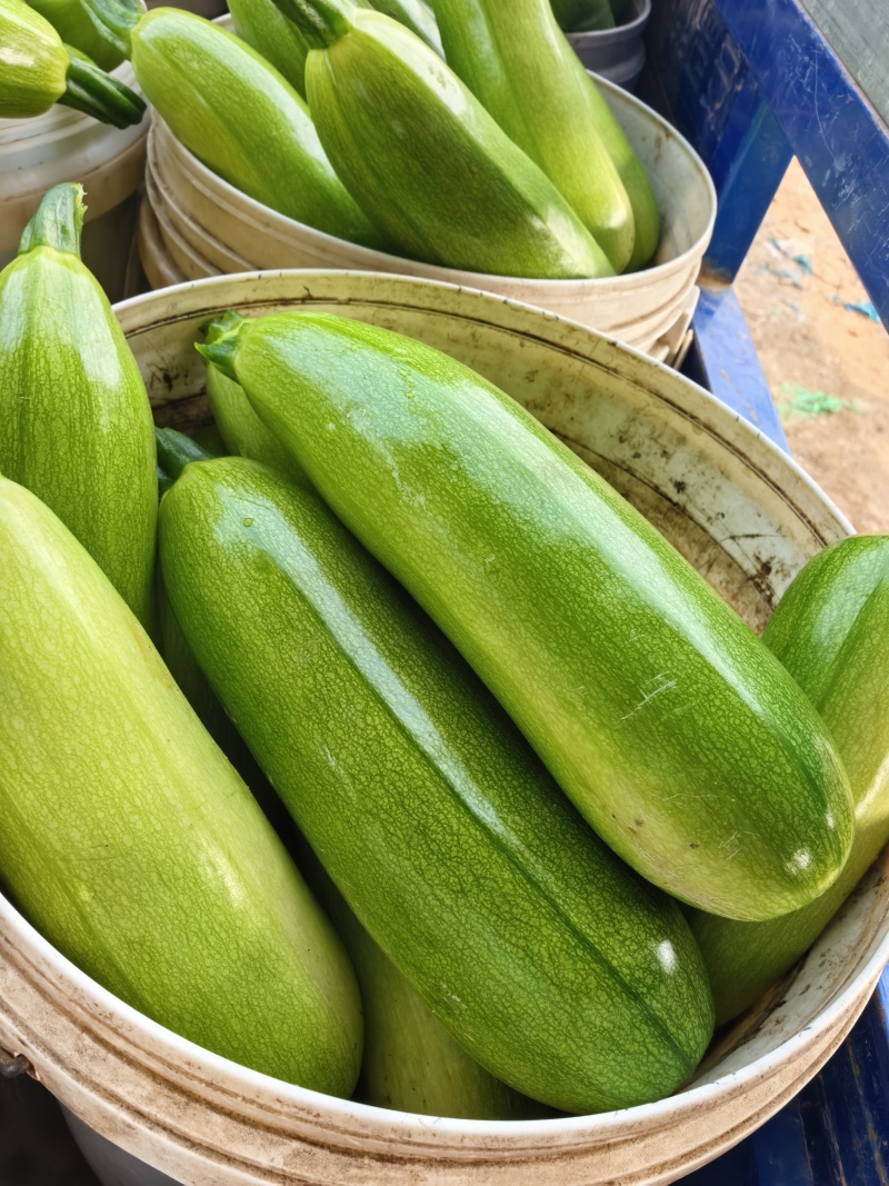 山东聊城产地油绿西葫芦供应中市场商超电商加工厂供应