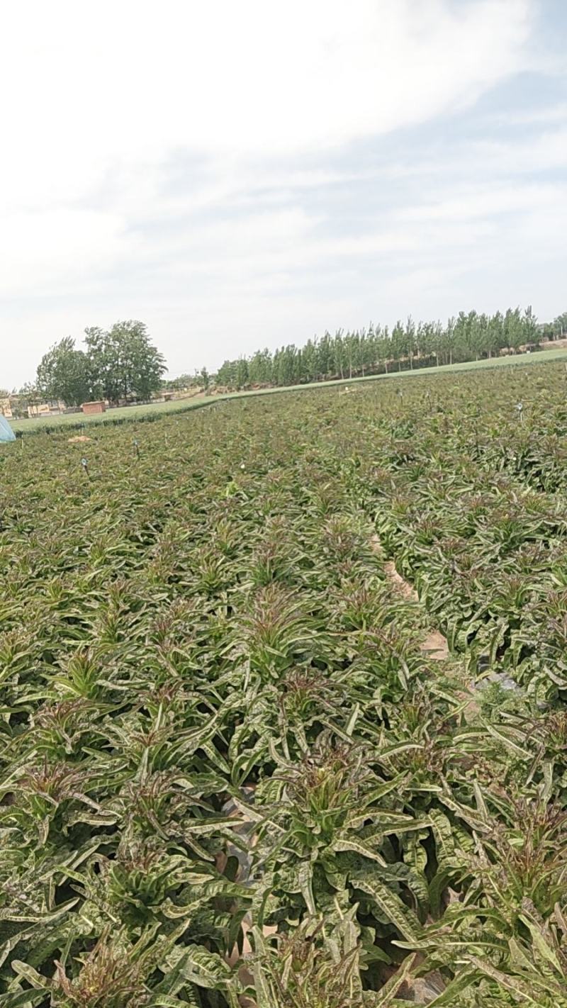山东红叶莴笋新鲜地头现在砍莴苣