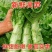 山东红叶莴笋新鲜地头现在砍莴苣
