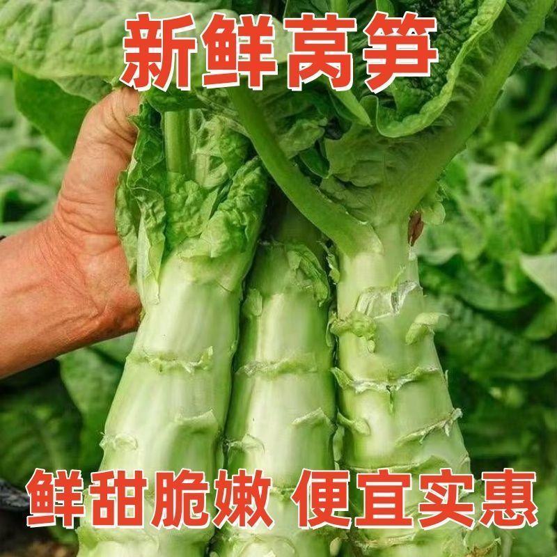 山东红叶莴笋新鲜地头现在砍莴苣