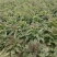 山东红叶莴笋新鲜地头现在砍莴苣