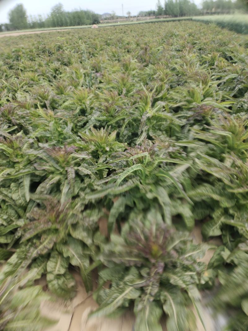 山东红叶莴笋新鲜地头现在砍莴苣