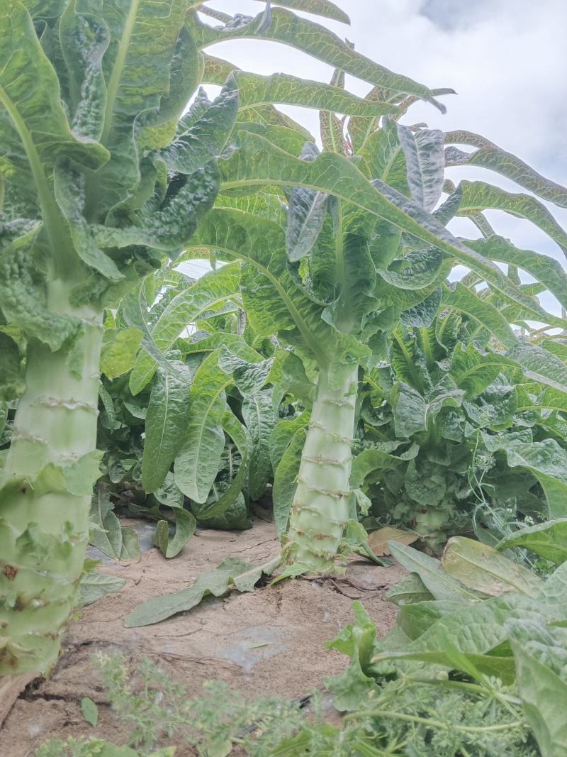 山东红叶莴笋新鲜地头现在砍莴苣