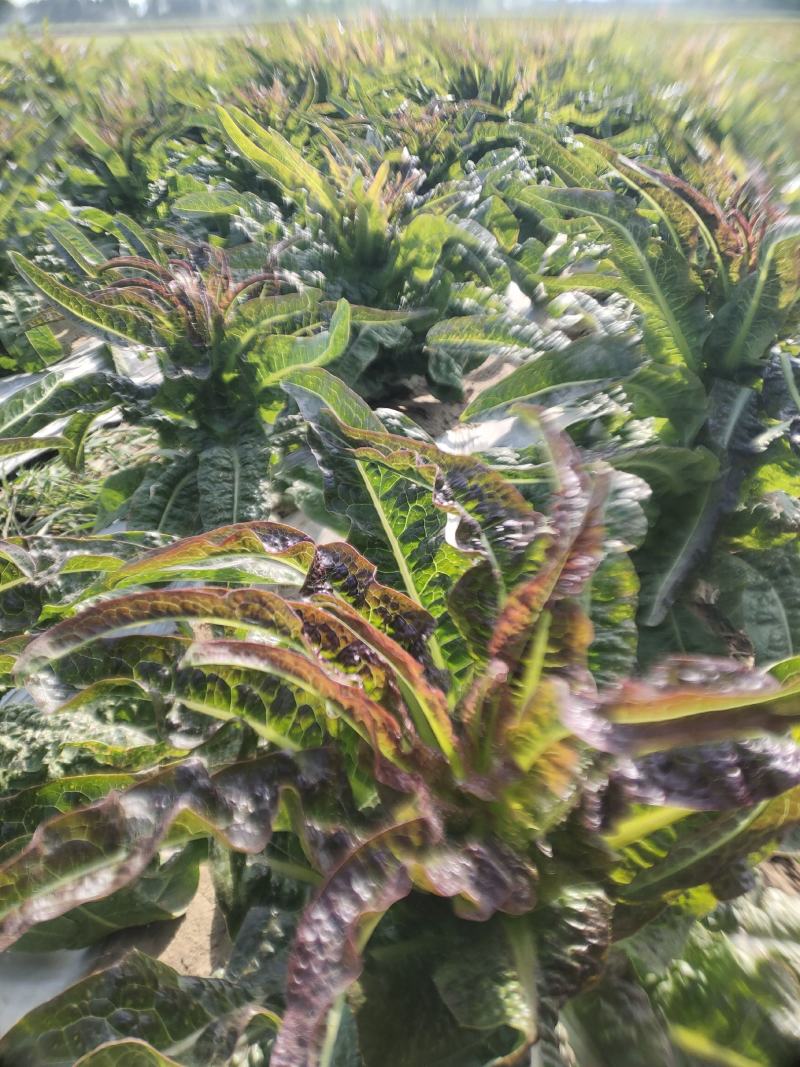 山东红叶莴笋新鲜地头现在砍莴苣