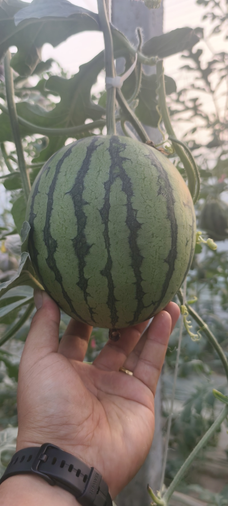 陕西小糖丸938吊兰西瓜，大量供应，代发全国，保质保量。