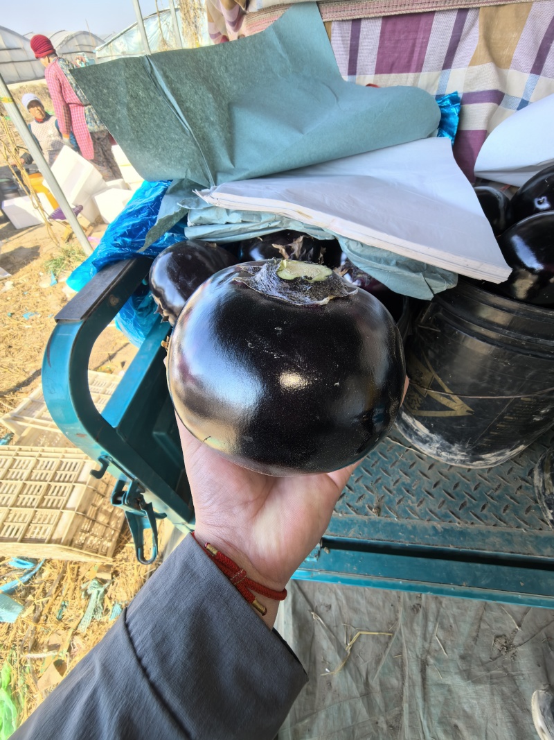 山东产地紫光圆茄供应电商市场商超食品厂接单原产地直发供应