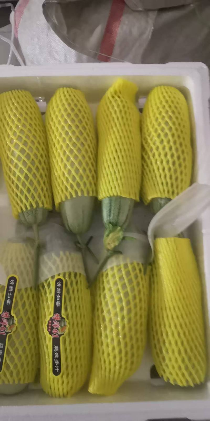 博洋61羊角蜜甜瓜，大量上市，产地直发诚信经营