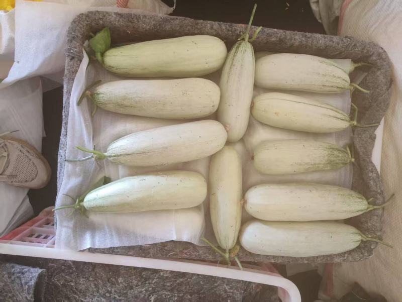博洋61羊角蜜甜瓜，大量上市，产地直发诚信经营