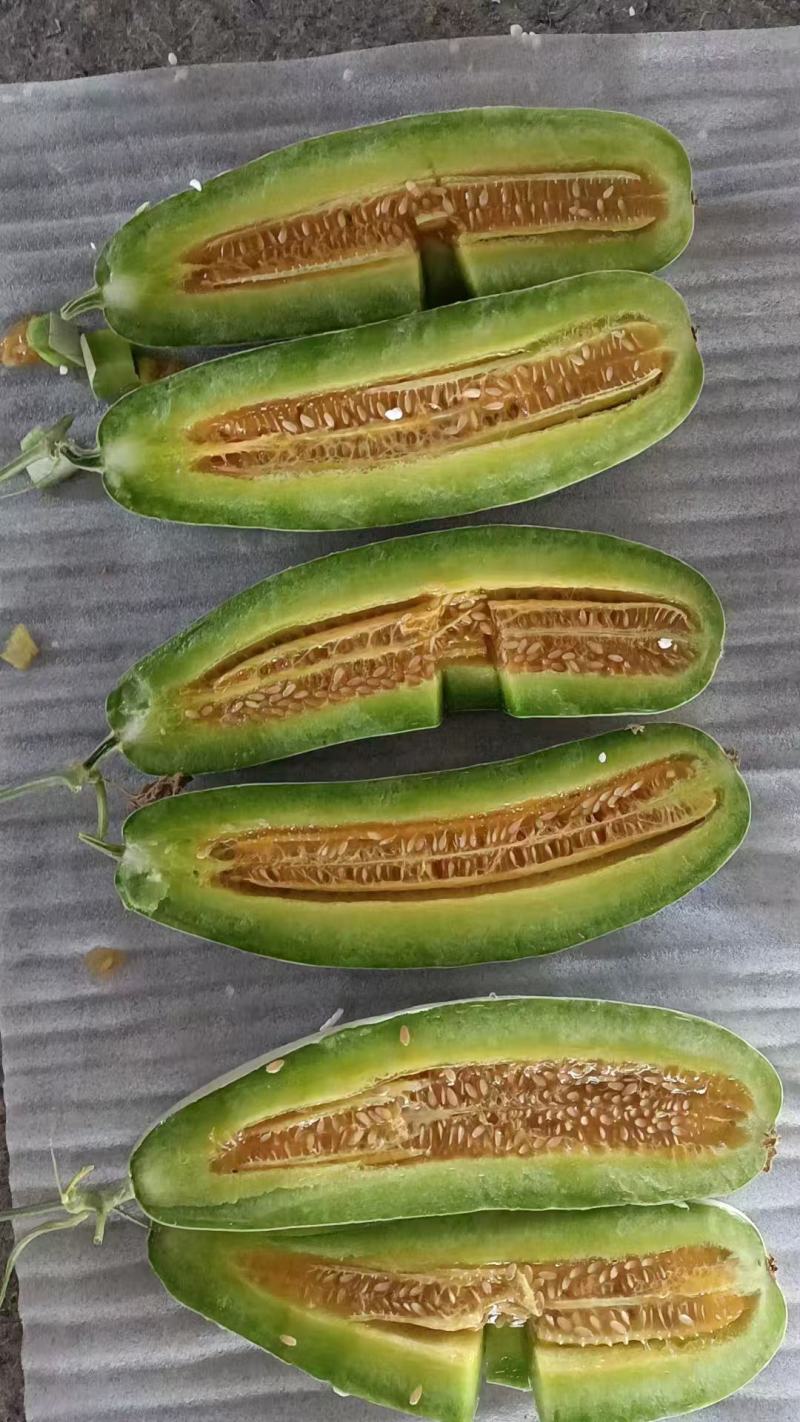 博洋61羊角蜜甜瓜，大量上市，产地直发诚信经营