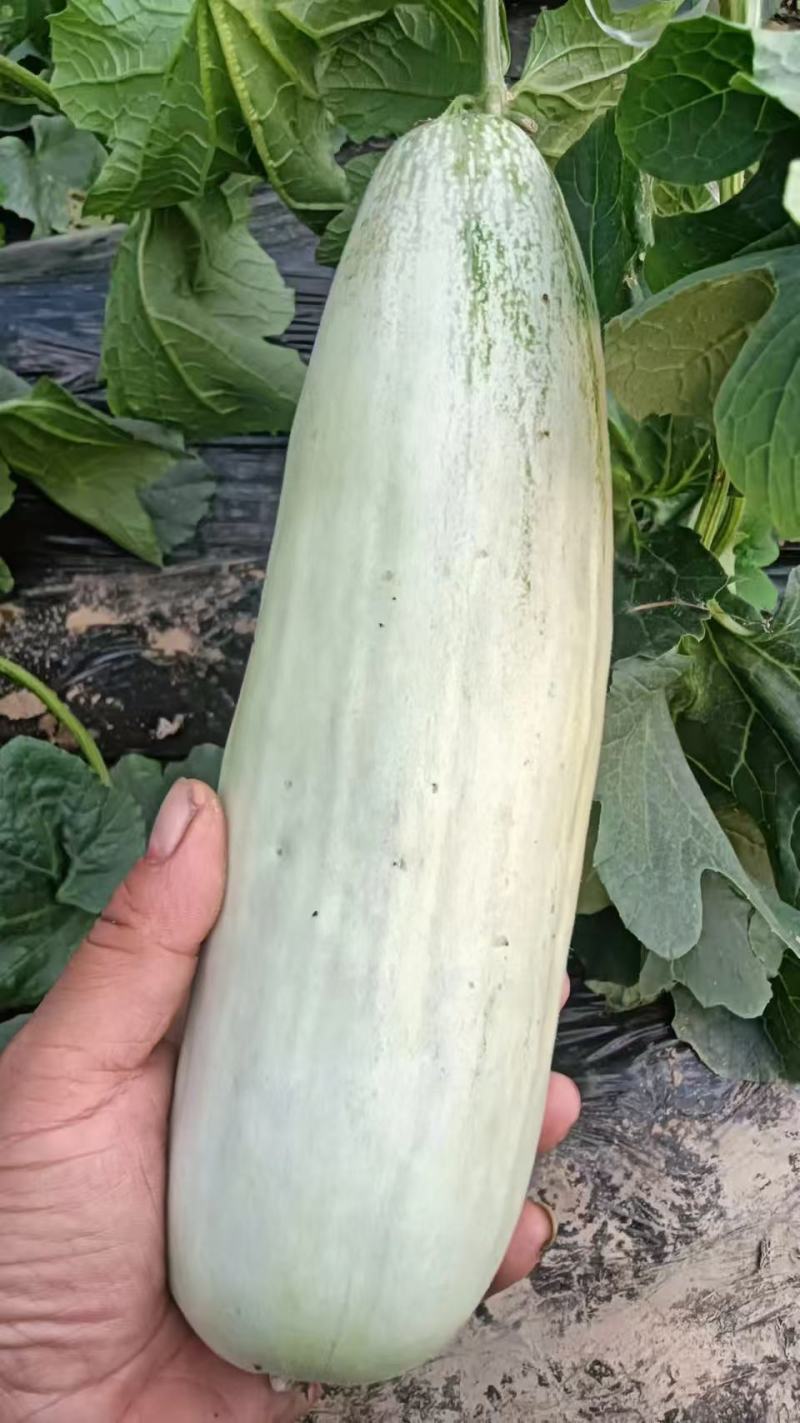 博洋61羊角蜜甜瓜，大量上市，产地直发诚信经营