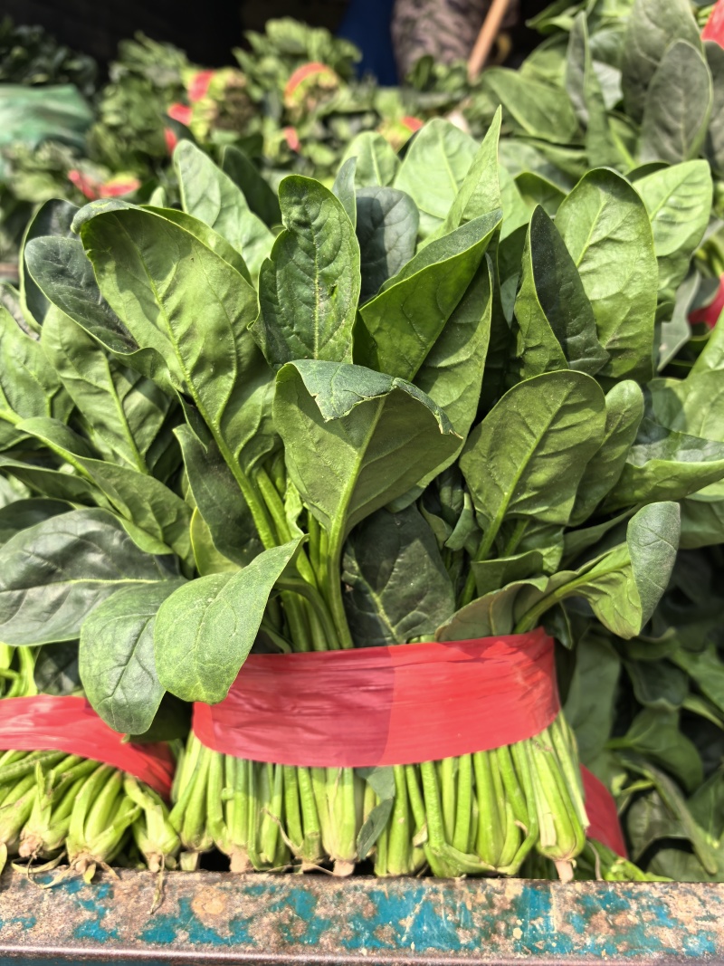 山东产地菠菜供应电商市场商超食品厂加工厂支持分拣包装打冷中
