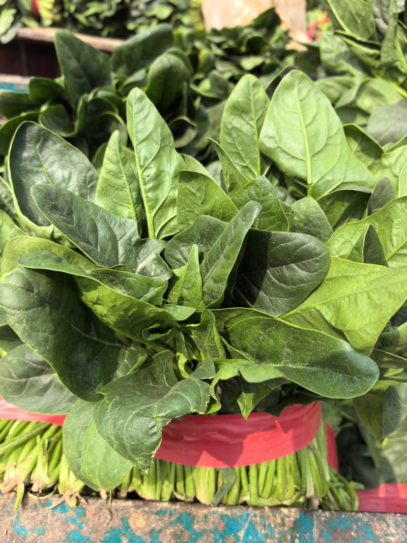山东产地菠菜供应电商市场商超食品厂加工厂支持分拣包装打冷中