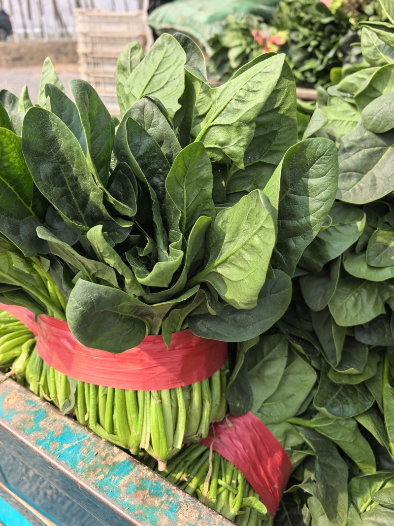山东产地菠菜供应电商市场商超食品厂加工厂支持分拣包装打冷中