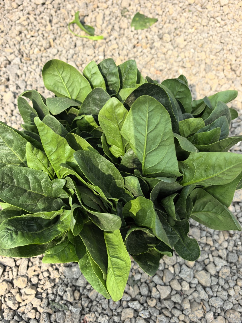 山东产地菠菜供应电商市场商超食品厂加工厂支持分拣包装打冷中