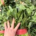 山东产地菠菜供应电商市场商超食品厂加工厂支持分拣包装打冷中