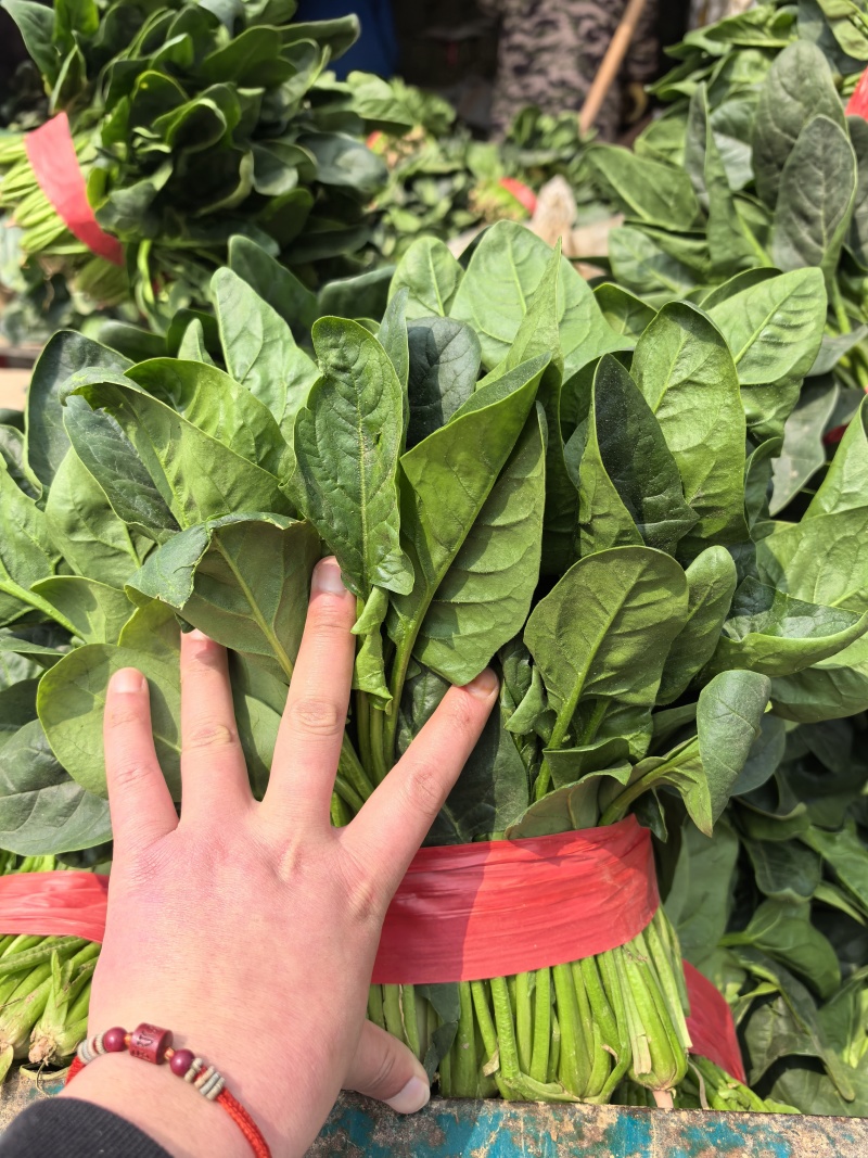 山东产地菠菜供应电商市场商超食品厂加工厂支持分拣包装打冷中
