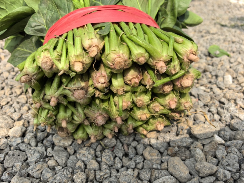 山东产地菠菜供应电商市场商超食品厂加工厂支持分拣包装打冷中