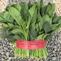 山东产地菠菜供应电商市场商超食品厂加工厂支持分拣包装打冷中