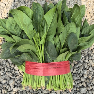 山东产地菠菜供应电商市场商超食品厂加工厂支持分拣包装打冷中
