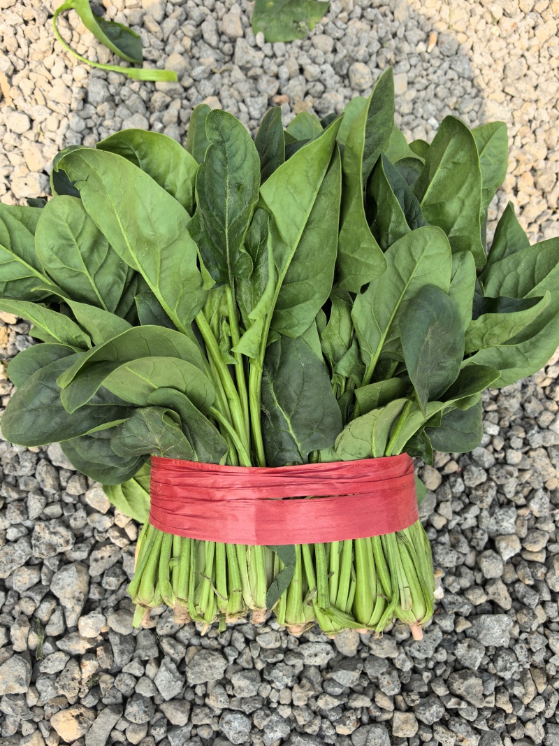 山东产地菠菜供应电商市场商超食品厂加工厂支持分拣包装打冷中