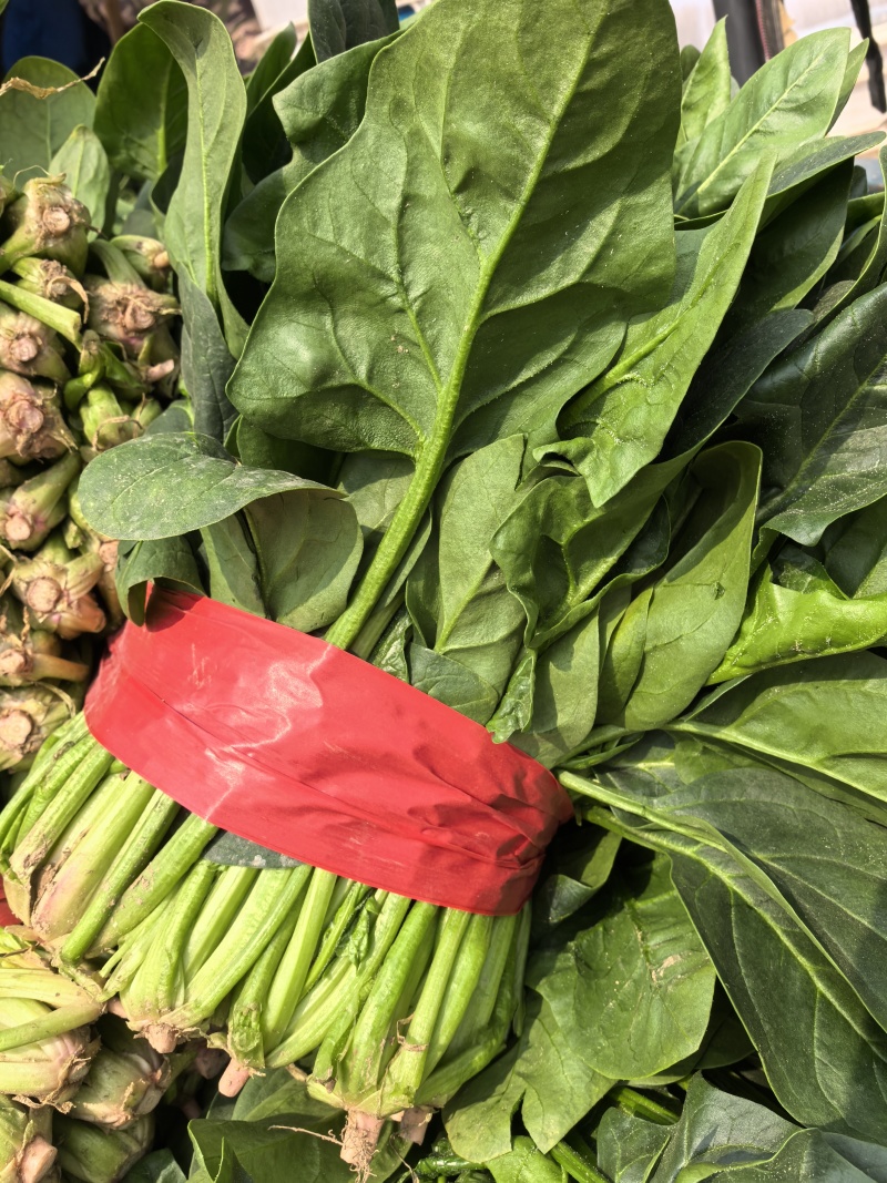 山东产地菠菜供应电商市场商超食品厂加工厂支持分拣包装打冷中