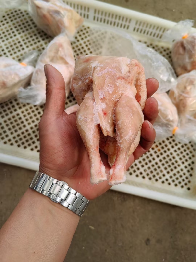 28-32-35-36-40只西装鸡