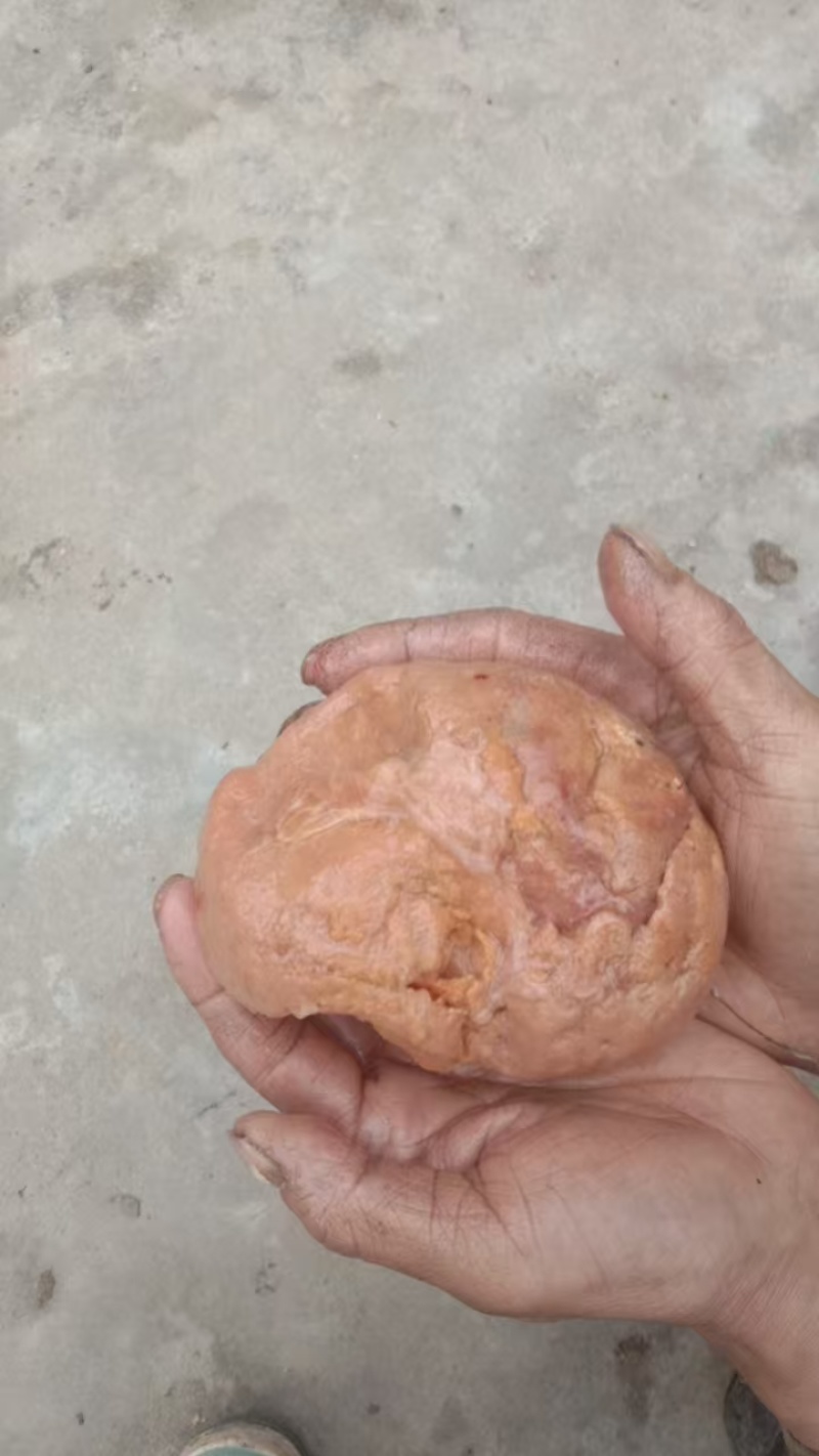 鸡宝