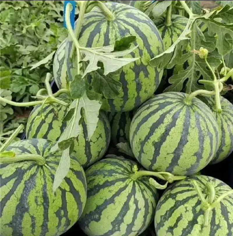 精品西瓜冰糖心西瓜口感脆甜保质保量一手资源欢迎咨询