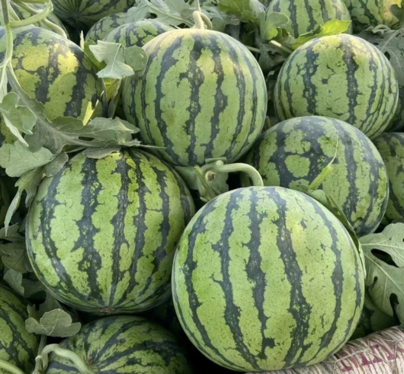精品西瓜冰糖心西瓜口感脆甜保质保量一手资源欢迎咨询