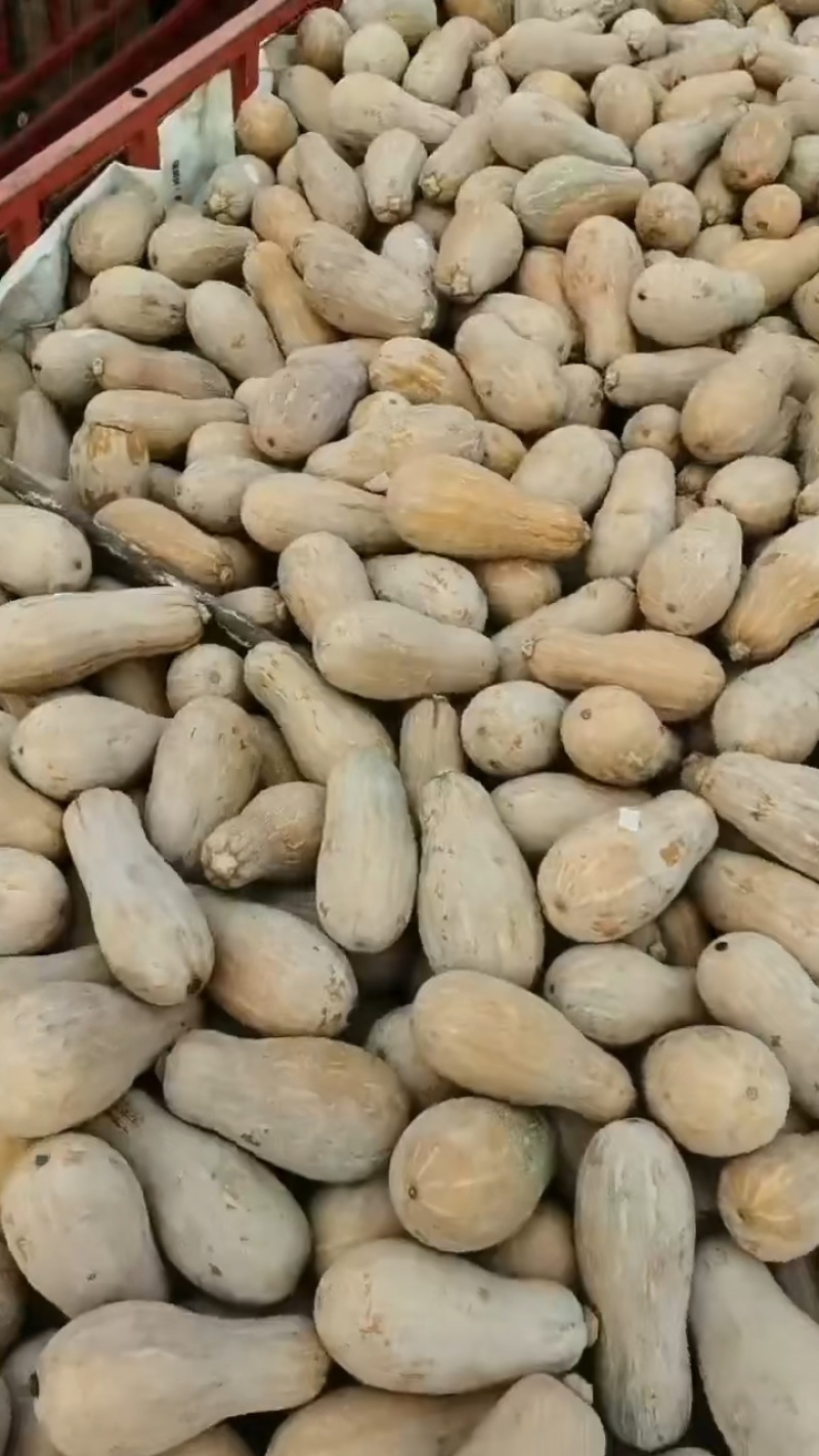 金韩南瓜大量供应