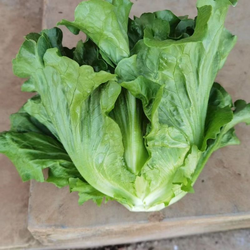 精品意大利生菜，质量好，价格低！降价了！