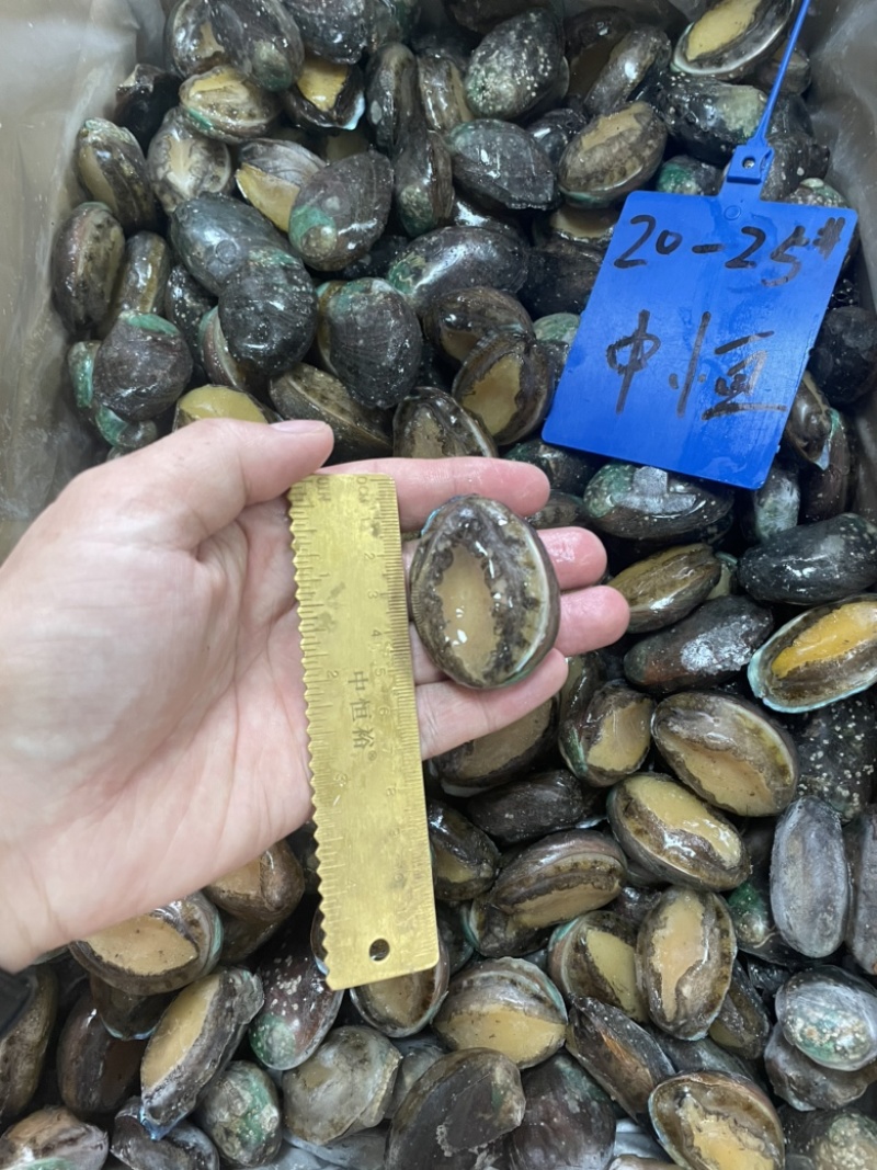 鲍鱼新鲜活鲍速冻20-25头供应餐饮酒店佛跳墙食材批发
