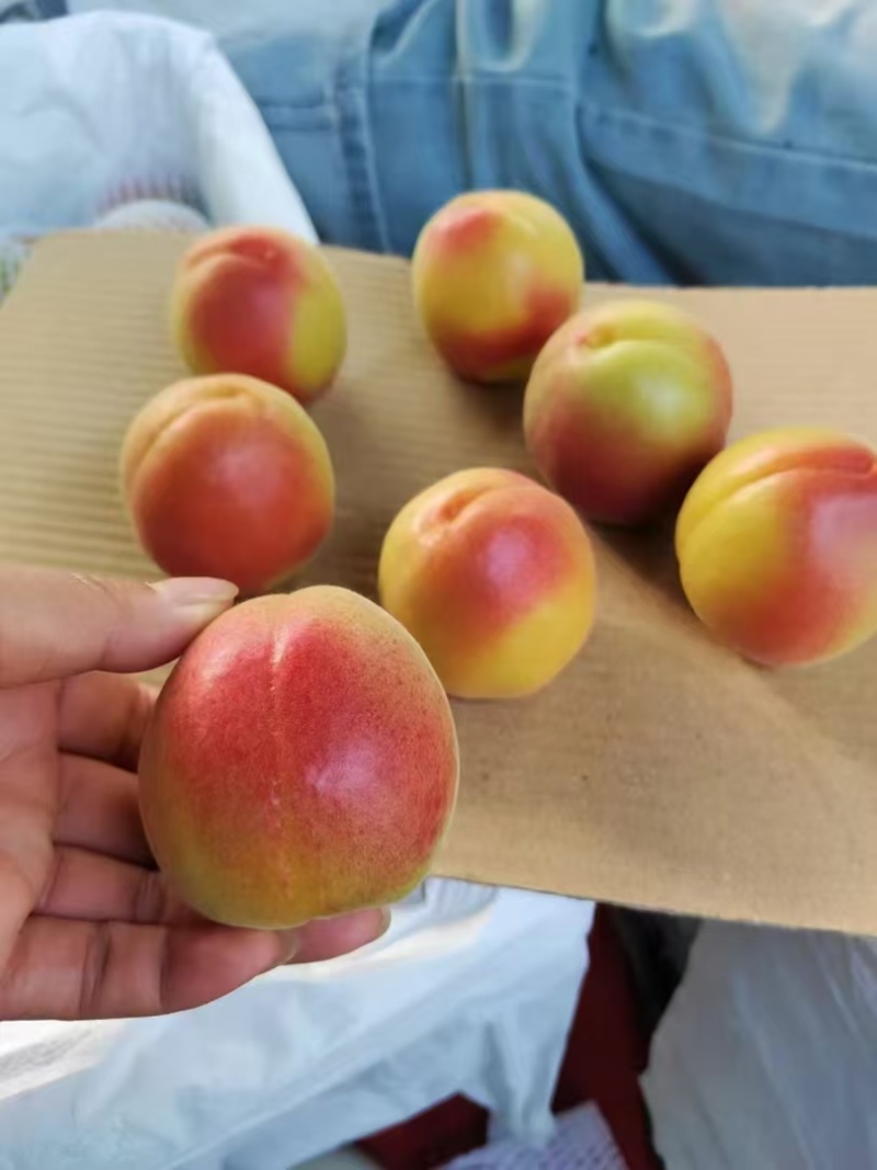 丰园红杏需要的老板联系