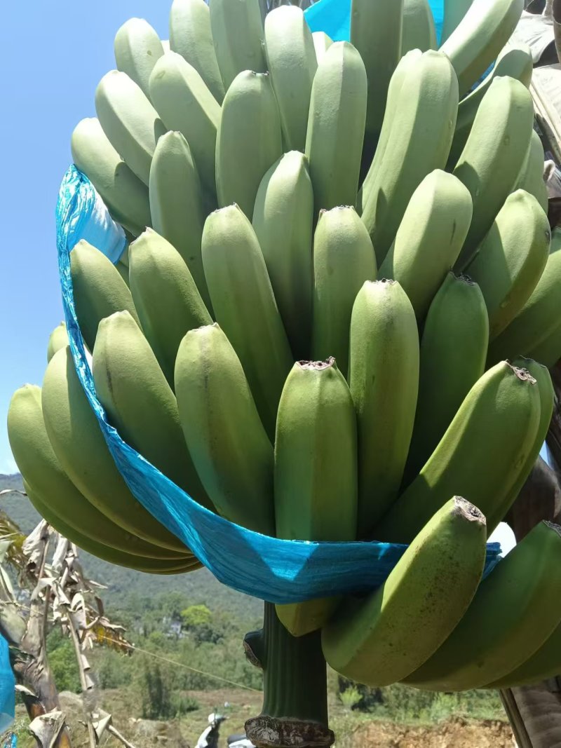 云南高原香蕉大量有货。市场电商可以对接。一手货源。