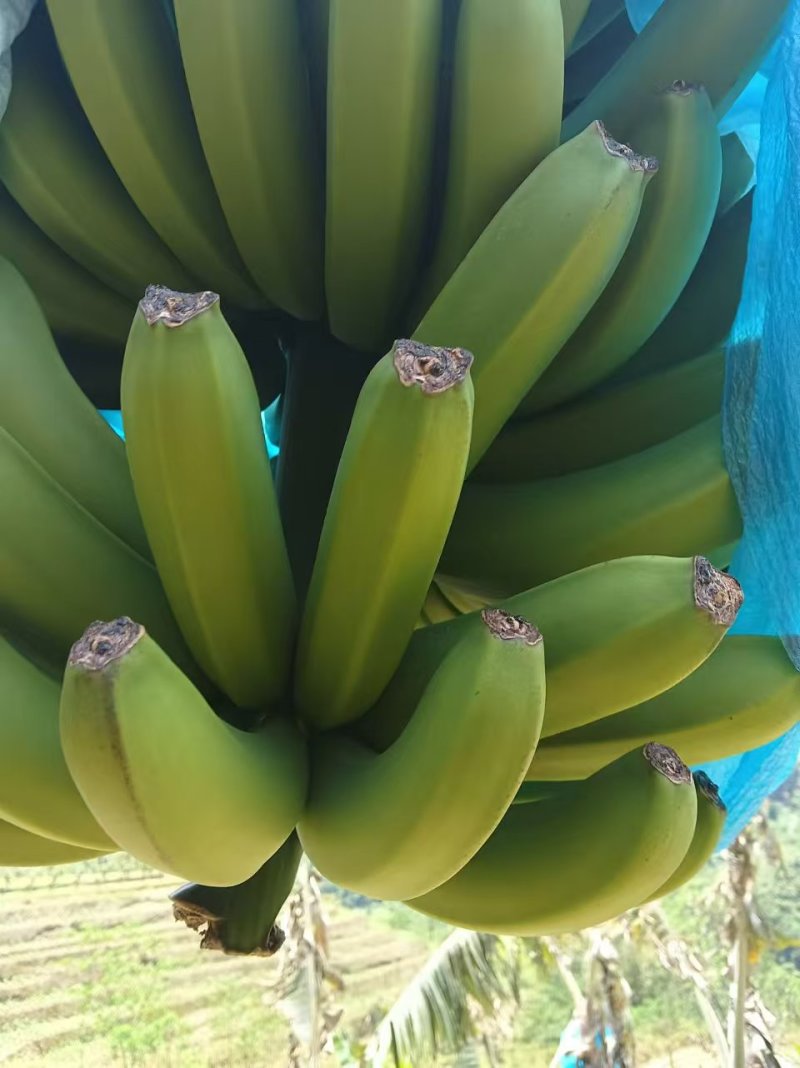 云南高原香蕉大量有货。市场电商可以对接。一手货源。
