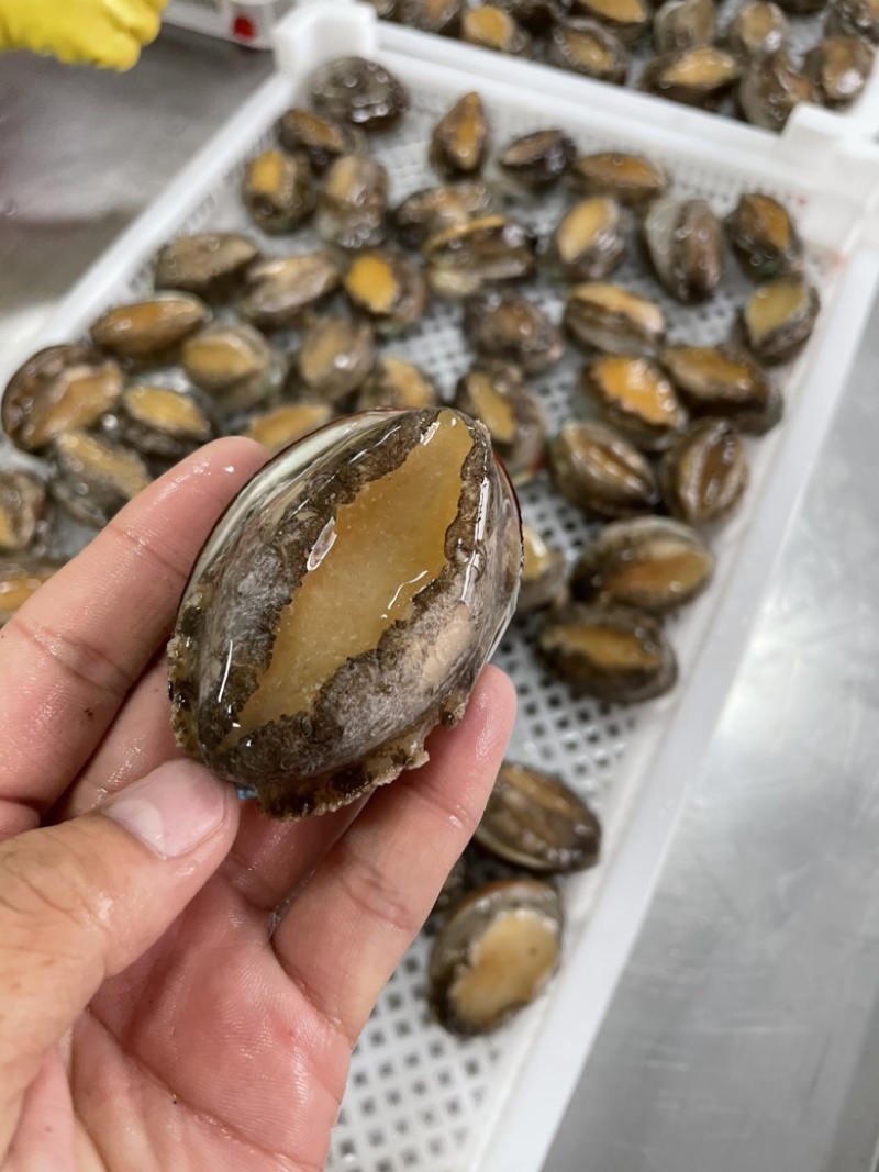 鲍鱼新鲜12头活鲍速冻供应餐饮酒店佛跳墙炖盅食材批发