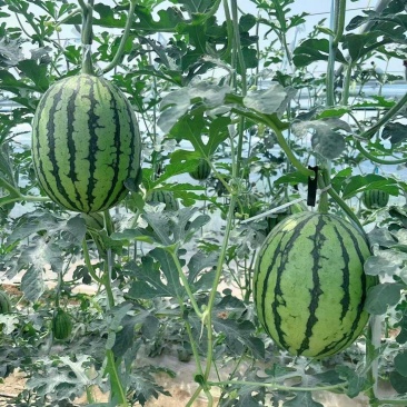 陕西蒲城吊瓜，口感好，甜度高，瓤口红