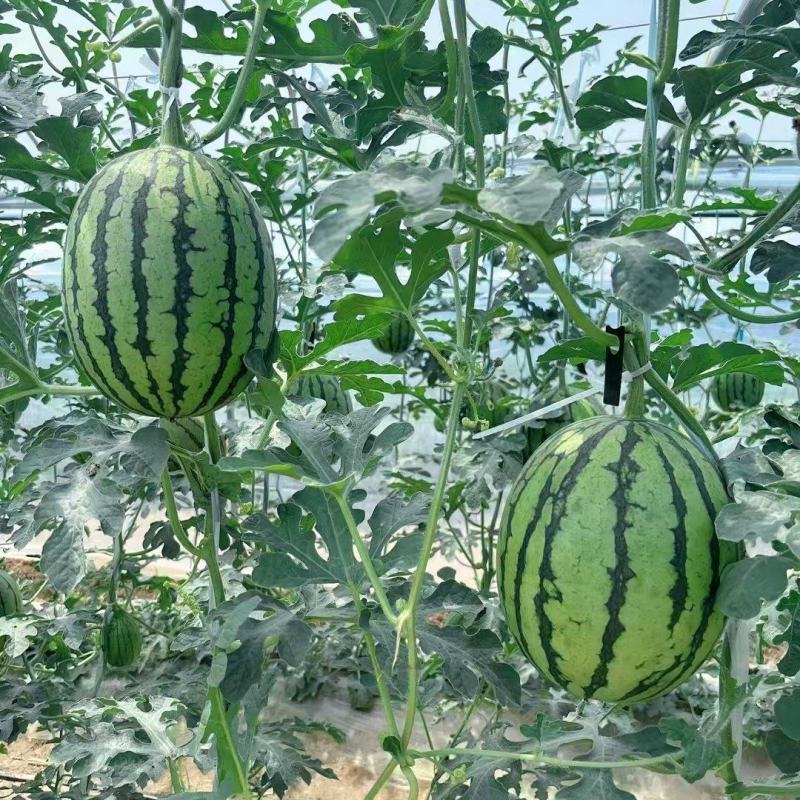 陕西蒲城吊瓜，口感好，甜度高，瓤口红