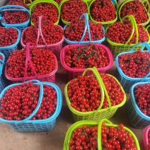 小番茄