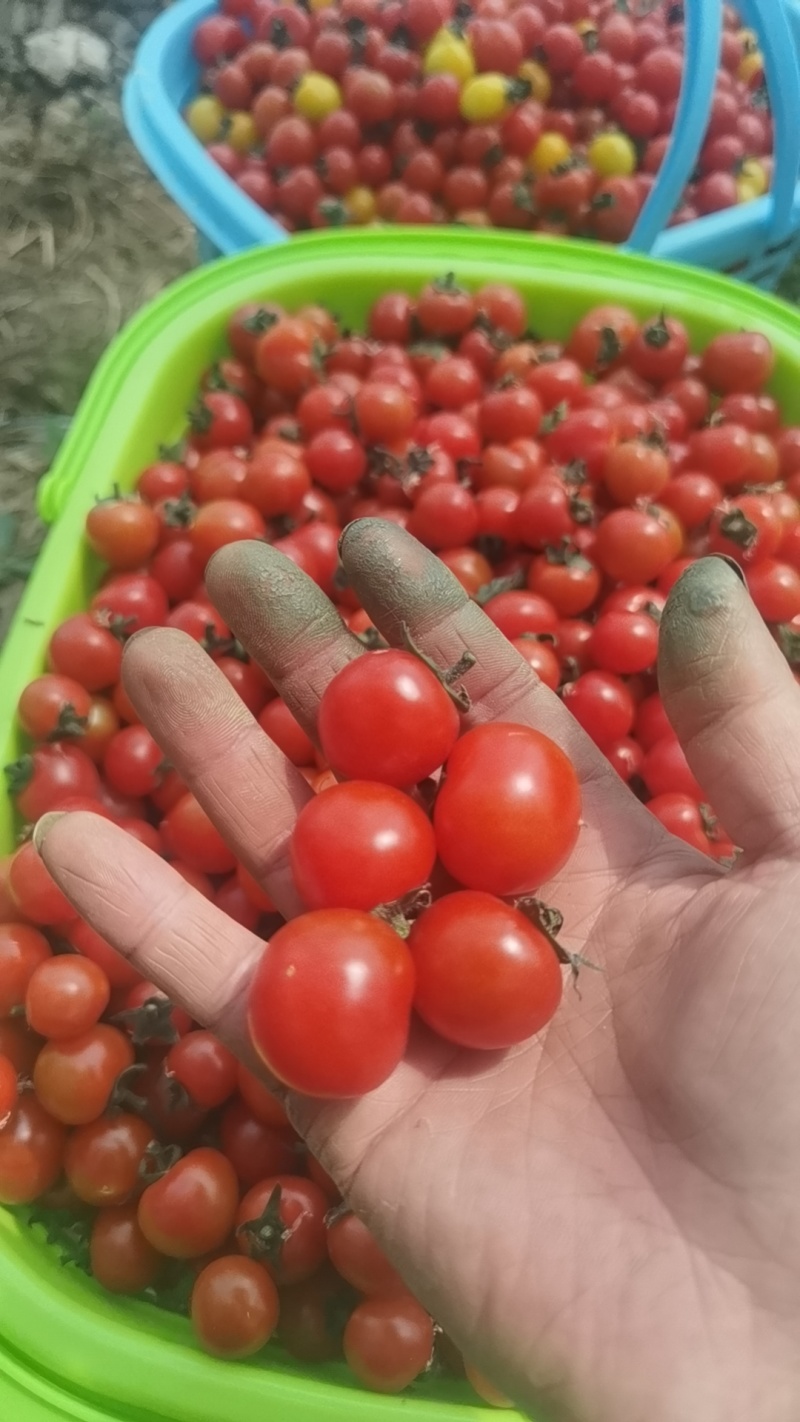 小番茄