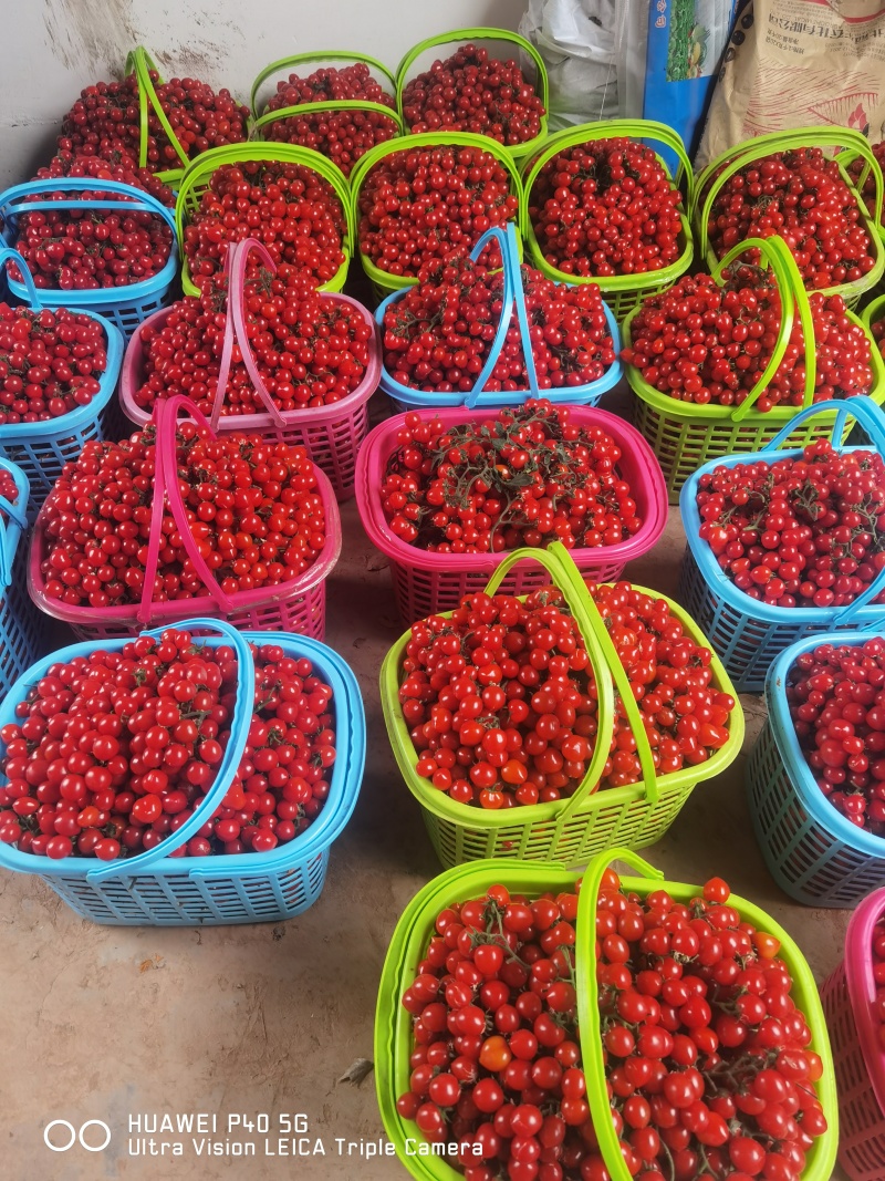 小番茄