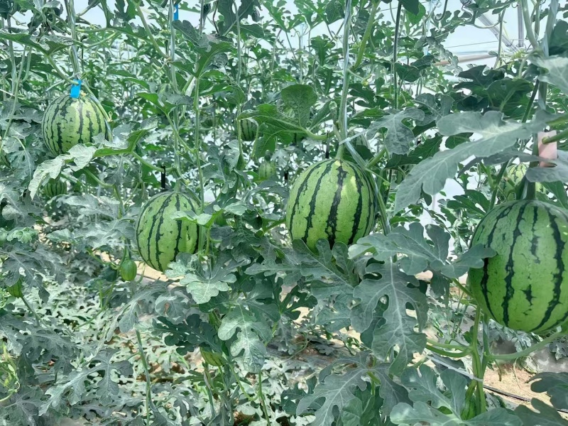 陕西蒲城吊瓜，口感好，甜度高，瓤口红