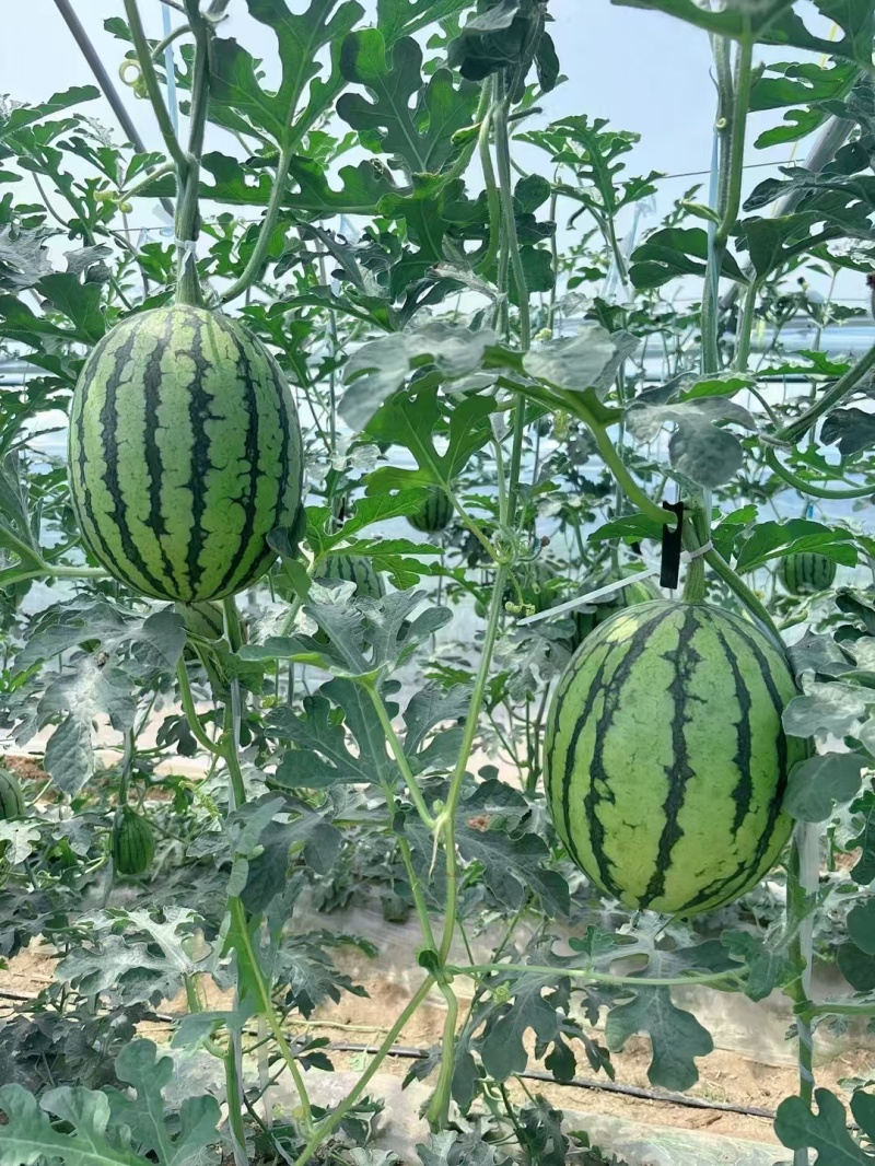 陕西蒲城吊瓜，口感好，甜度高，瓤口红