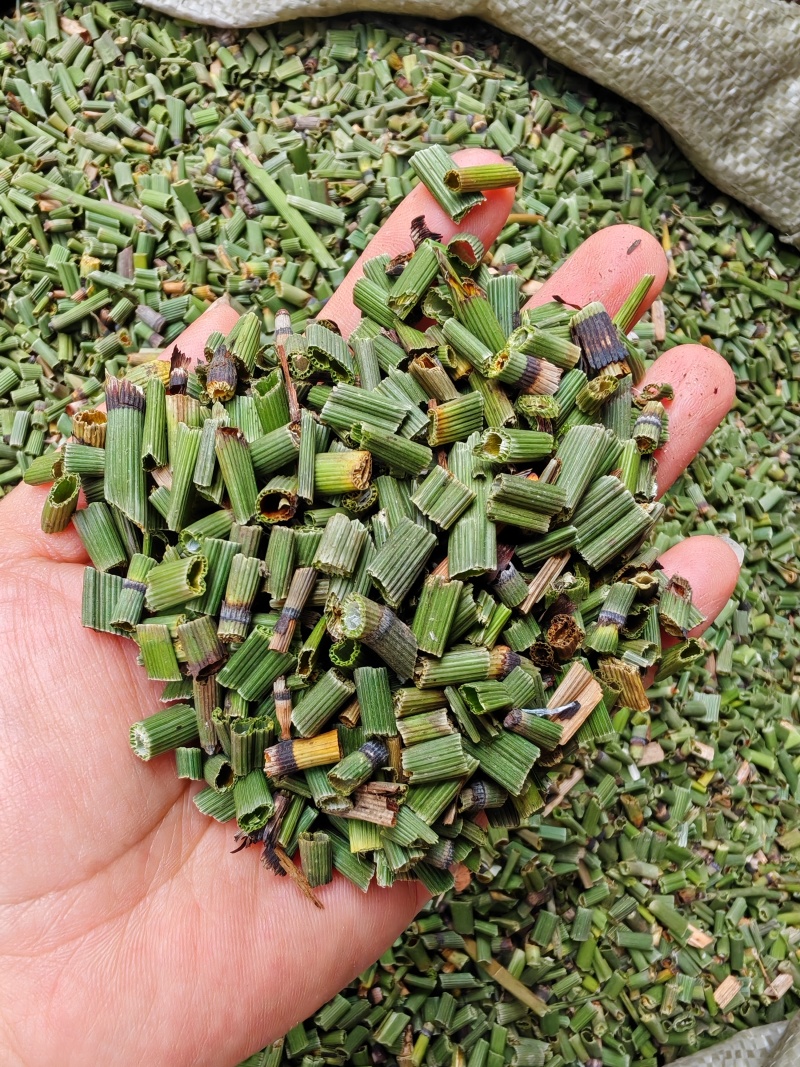 木贼