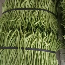 四川精品无筋豆四季豆万亩基地大量有货一手货源欢迎咨询