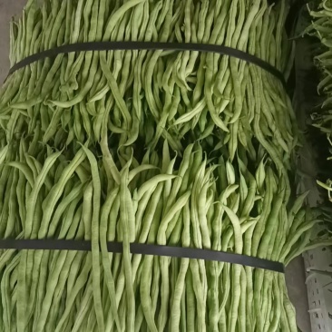 四川精品无筋豆四季豆万亩基地大量有货一手货源欢迎咨询