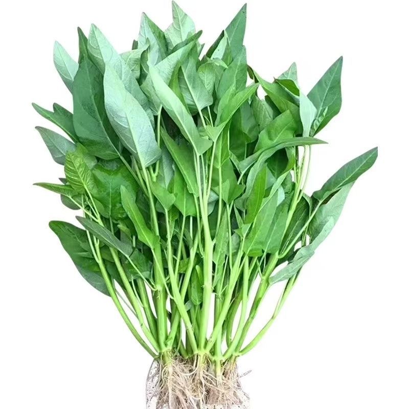 三叉空心菜种子春夏季耐热旱地水地均可种植大梗空心菜种子