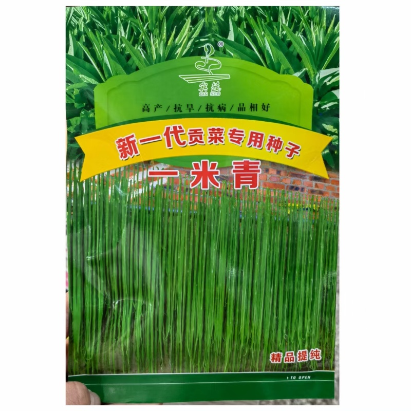 贡菜一米青贡菜专用种子优选提纯高产抗旱抗病品相好