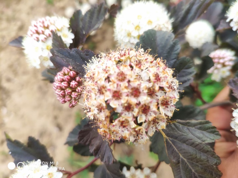 河北定州金叶风箱果紫叶风箱果苗庭院灌木花卉观花观叶耐寒