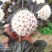 河北定州金叶风箱果紫叶风箱果苗庭院灌木花卉观花观叶耐寒